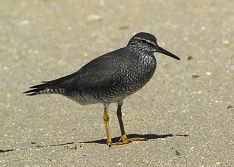 A wandering tattler stands on the sand looking to the right of the photo. 
