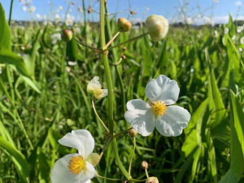 White flowers with three petals and a yellow center bloom in a green wetland 