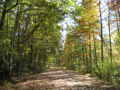 Wooded trail with fall foliage
