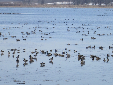 Migrating waterfowl at Union Slough NWR