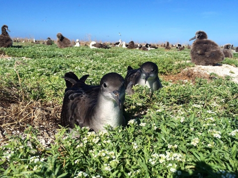 Two wedge-tailed shearwaters sit on their nest. Baby birds are behind them. Green grass grows around them.
