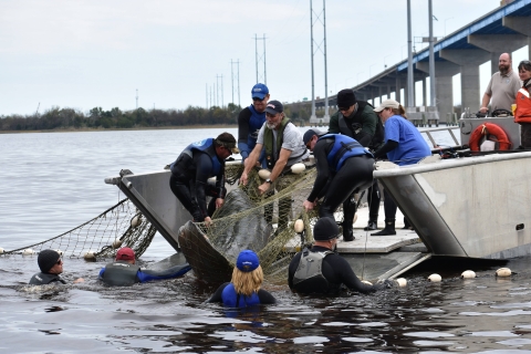 Group of people working to get a manatee into a boat