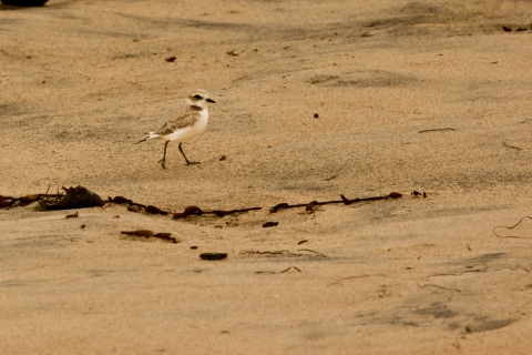 Female western snowy plover walking on beach.