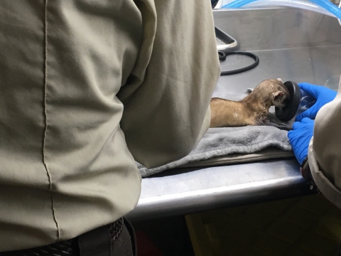 A small ferret is placed on a metal table held by two people wearing gloves and FWS uniforms