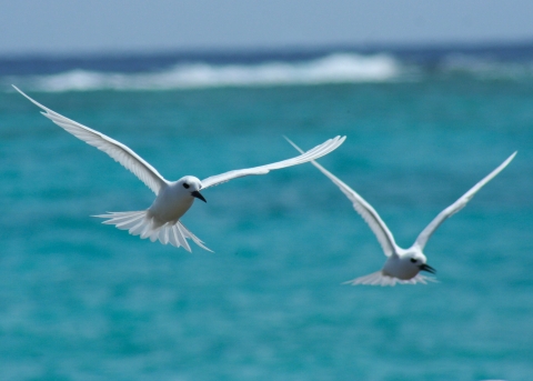 A pair of white terns fly above the ocean. Blue water is all around them with waves crashing in the back out of focus.