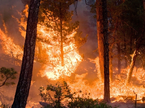 A wildfire burns large trees