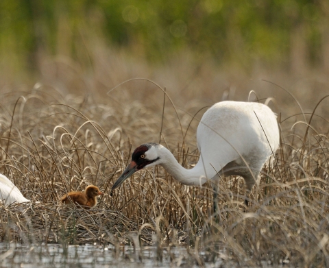 Whopping crane with chick