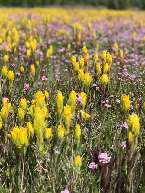 Wildflower patch with small, bright yellow flowers and small pink flowers; trees in a blurry background