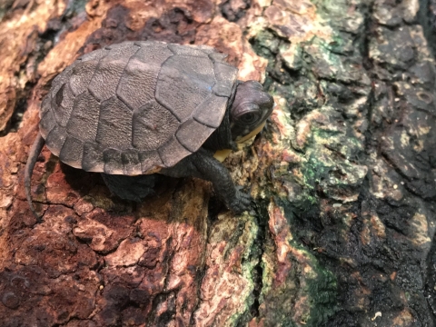 a turtle hatchling sitting on a tree log