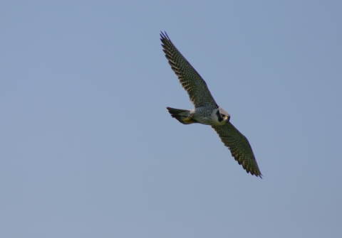 A bird with open wings soaring in the blue sky