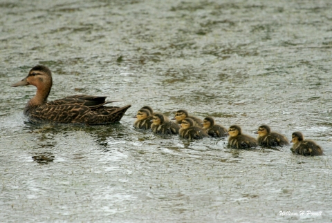 Mottled Duck swimming followed by ducklings