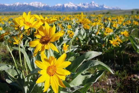A field of yellow flowers with distant snow covered mountains 
