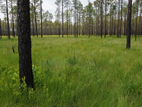 Grasslands amid a longleaf pine forest of tall pine trees in the Atlantic Coastal Plain with patches of yellow wildflowers.