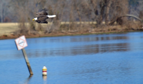 Bald eagle flying over the water with a boating sign out of focus.