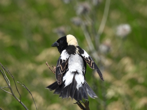A male bobolink perches on a stick with a blurred green background. The bobolink, a mostly black bird, has a creamy yellow patch on the back of its head and a large white patch on its back and base of its tail. It also has a white patch on each of its shoulders. In the photo, its tail is spread and wings are held slightly open as it displays. 