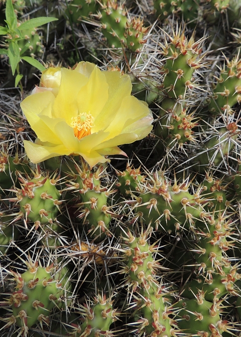 A cactus with many small pads is covered in a lot of small spines. There is a beautiful yellow flower gracing the top of one of the cactus pads.