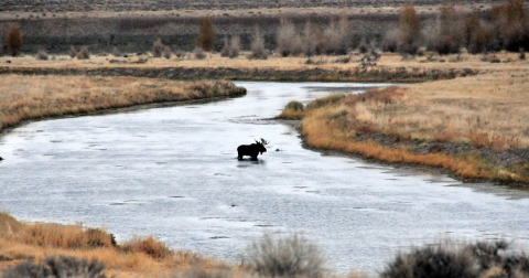 bull moose crosses a side channel of the Green River 