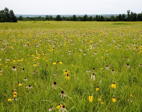 A field of wildflowers (flowers with yellow petals, and flowers with white/pink petals) in an Arkansas prairie.
