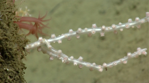 bamboo coral polyps with its tentacles retracted.