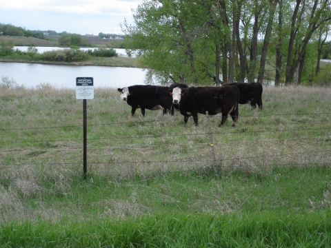 Three black cows are grazing green grass within the fenced boundary of the waterfowl production area. A green WPA sign can be seen along the fenceline, marking the boundary. Young cottonwood trees can been seen in the background along a wetland border. 