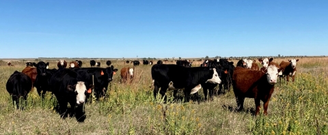 Cattle grazing at Lacreek NWR