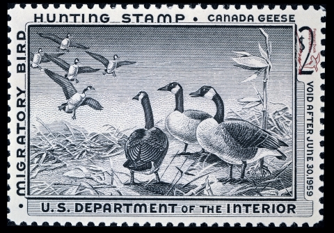 Duck Stamp featuring Canadian Geese. Five flying in the air while three stand watching from the ground.