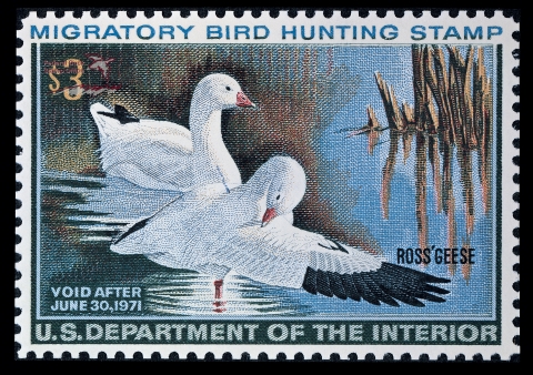 Duck Stamp depicting two Ross' geese. One sitting in the water as the other stands and cleans itself.