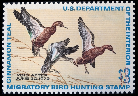 Duck Stamp featuring three flying cinnamon teal