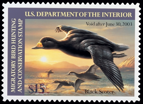 Duck Stamp with a drake black scoter flanked by free females