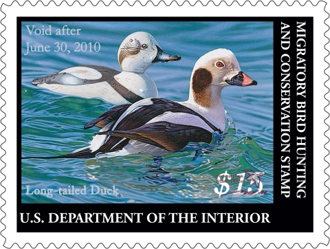Duck Stamp featuring two long-tailed ducks swimming on water