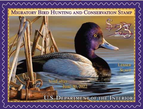 Duck Stamp depicting a Lesser Scaup