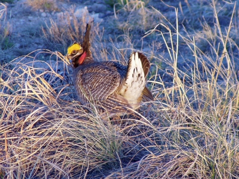 Greater prairie chicken