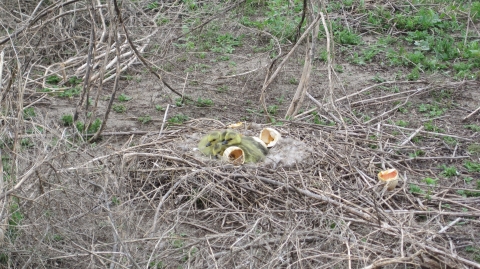 Goslings in nest