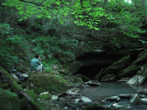 Gray bats leaving Ament Cave, Cookeville, Tennessee