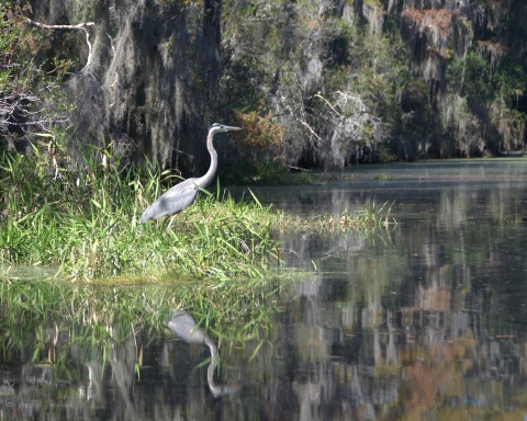 A great blue heron hunts for fish along Canal Run Trail at Okefenokee Refuge in Georgia.