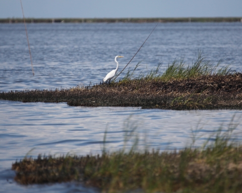Wading bird stands in oil damaged marsh.