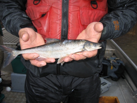 a bonytail chub is held with two hands to show a profile view