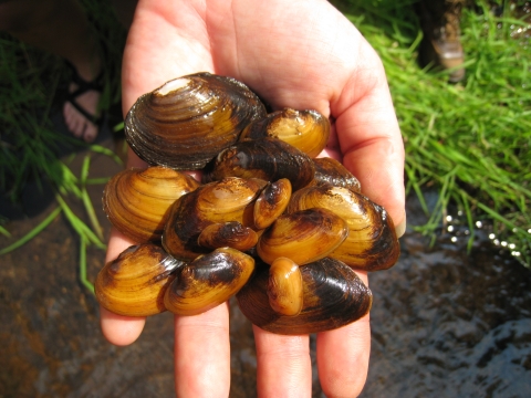 Small brown and black colored mussels held in someone's hand