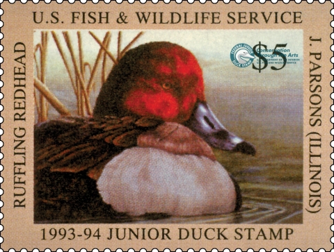 Junior Duck Stamp depicting a single redhead