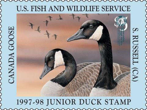 Junior Duck Stamp with two Canada Geese
