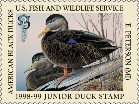 Junior Duck Stamp with two American black ducks