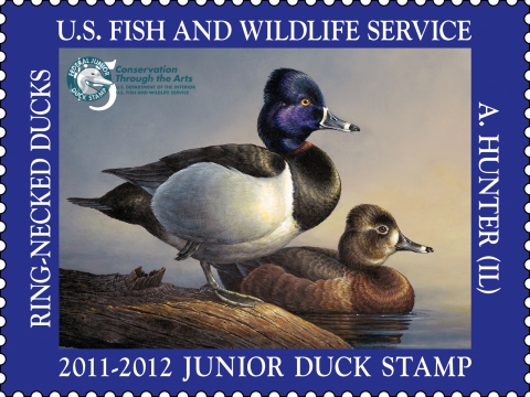 Junior Duck Stamp featuring two ring-necked ducks