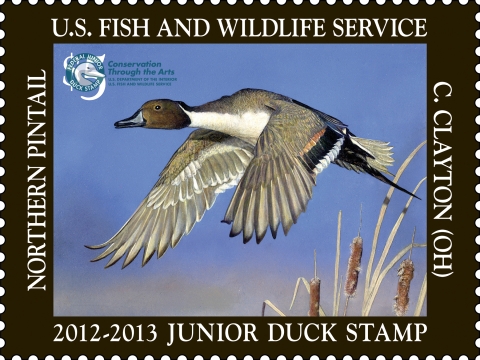 Junior Duck Stamp showing a Northern Pintail in flight