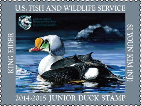 Junior Duck Stamp featuring a King eider