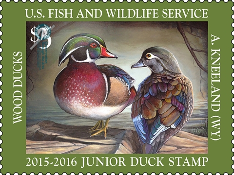 Junior Duck Stamp featuring two wood ducks