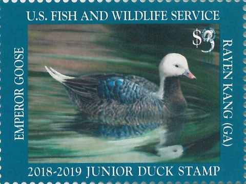 Junior Duck Stamp with a Emperor Goose