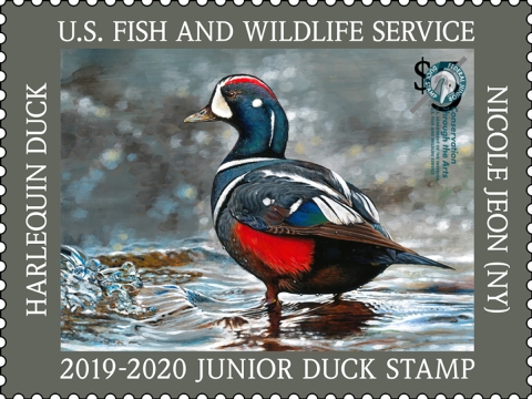 Junior Duck Stamp with a Harlequin Duck standing in shallow, flowing water