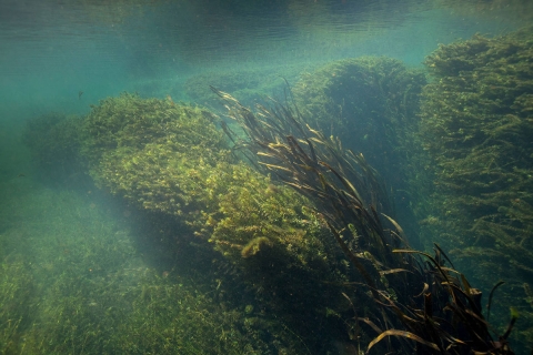 underwater photo of large walls of hydrilla a plant