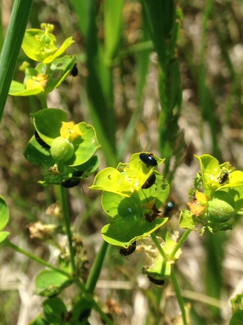 Adult flea beetles feeding on a leafy spurge plant