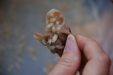 Tiny isopods on a piece of bait